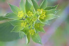 Pin On Flowers