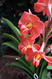If you focus on watering your succulent the orchid should be fine. Vanda Orchids Orange Vanda Tropical Orchids Sculpted Etsy Orchids Vanda Orchids Flower Creation