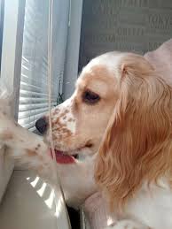 Pin By Serpil On Cocker Spaniel Lena Cocker Spaniel Spaniel Golden Retriever
