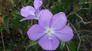 Image result for Barleria holubii