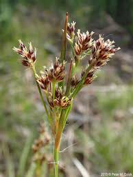 Image result for Luzula johnstonii