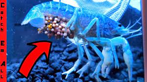 Hatching Multi Colored Crawfish Eggs At Home Baby Lobsters Youtube