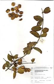 Image result for Combretum apiculatum