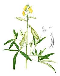 Image result for Crotalaria argyrolobioides
