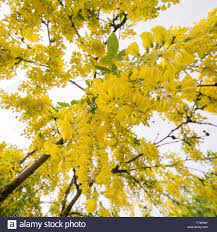 Check out our yellow flower tree selection for the very best in unique or custom, handmade pieces from our shops. Hanging Yellow Flowers In Tree Stockfotos Und Bilder Kaufen Alamy