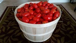 Green, yellow, red, and pink are the main colors. Here Is What A Bushel Of Roma Tomatoes Look Like They Look Like Molten Sunshine And Come January They Will Be Wonderful In Warm Deli Tomato Roma Tomatoes Stew