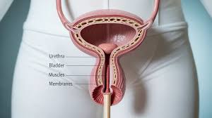Female bladder anatomy during menopause