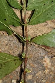 Image result for Mostuea