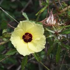 Image result for Hibiscus surattensis