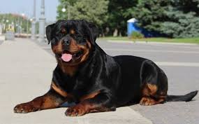 Rottweiler names can reflect the tough image of this popular breed, but they can also tell the world about the dog you know and love. Girl Rottweiler Off 77 Www Usushimd Com