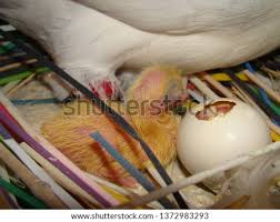 New Life New Born Pigeon Eggs Stock Photos And Images Avopix Com