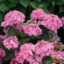 1 more photos view gallery. Let S Dance Can Do Reblooming Hydrangea Hydrangea Serrata Proven Winners