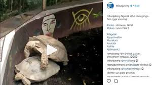 Hewan yang berkembang biak dengan cara bertelur dan melahirkan. Video Ngakak Kura Kura Ini Harus Berjuang Keras Begituan Dengan Pasangannya Tribun Jateng