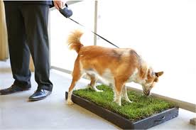 We did not find results for: Solving The Pet Pee Needs In An Urban High Rise Apartment