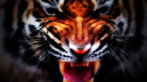 Find hd wallpapers for your desktop, mac, windows, apple, iphone or android device. Growling Tiger Face Image 9k Hd Wallpaper