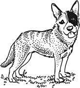 Walk the wild side of interior design with this free printable adult coloring page. Australian Blue Heeler Coloring Pages