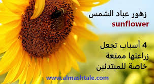 زهور عباد الشمس أو دوار الشمس من أجمل والزهور المعروفة ولها جاذبية خاصة نابعة من تتبع الزهور للشمس خلال النهار النبات موطنه Lockscreen Movie Posters Sunflower