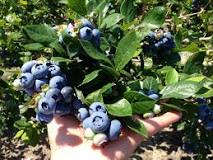 Blueberry Plants — Blueberry Bushes for Sale - Buy Blueberry ...