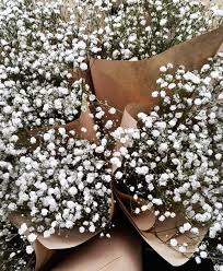 Gypsophila Blooms Captured By Lisa Hamilton From See Want Shop Pretty Flowers Flower Aesthetic Beautiful Flowers