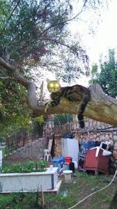 Uzayli Kedi Uzaylilar Resim Tablolar