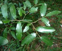 Image result for Monanthotaxis afra