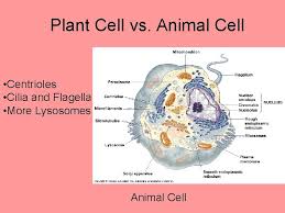 We did not find results for: The Cell The 3 Principles Of Cell Theory