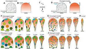 Maybe you would like to learn more about one of these? Jagged Controls Arabidopsis Petal Growth And Shape By Interacting With A Divergent Polarity Field