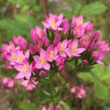 Image result for Gentianaceae