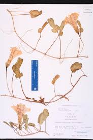 Image result for Ipomoea stolonifera