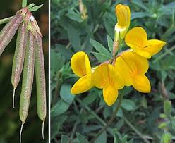 Image result for Lotus corniculatus