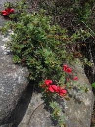 Image result for Indigofera hedyantha