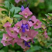 Image result for Karomia speciosa