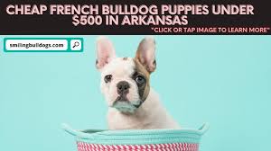 They are powerful, very muscular, athletic, sturdy dogs with a large, head and jaws. How To Find Cheap French Bulldog Puppies Under 500 In Arkansas Smiling Bulldogs