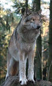 Winterlight Timber Wolf Wolf Dog Wolf Pictures