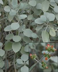 Image result for Kalanchoe latisepala