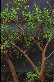 Image result for Crassula sarcocaulis