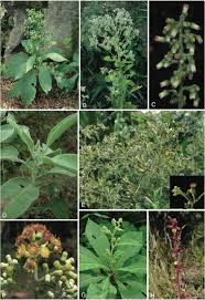 Image result for Blumea squarrosa