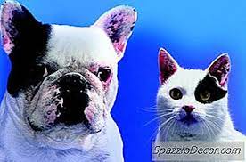 Verwendet Fur Animax Salbe In Katzen 2021