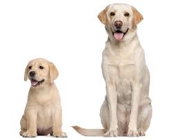 Lab puppies for sale melbourne. Labrador Retriever Petsy Pet Insurance
