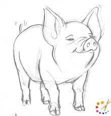 How To Draw A Pig Step By Step For Kids Beginners