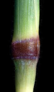 Image result for Cymbopogon pospischilii