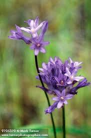 Image result for Macrotyloma densiflorum