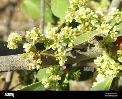 Image result for Gymnosporia senegalensis