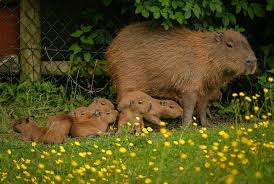 Banner Day For Capybara Pups At Chester Zoo Chester Zoo Capybara Cute Animals
