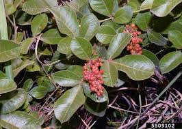 Image result for Searsia natalensis