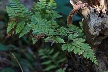 Davallia mariesii, the squirrel's foot fern, is a species of epiphytic fern native to japan and eastern asia. Davallia Mariesii Wikipedia