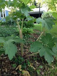 Image result for Crambe