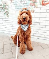 F1b mini goldendoodle full grown weight. Which Goldendoodle Size Mini Medium Standard We Love Doodles