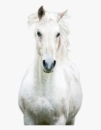 Horse Png Image Mustang Horse Transparent Png Transparent Png Image Pngitem All png & cliparts images on nicepng are best quality. horse png image mustang horse