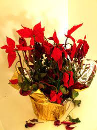 Poinsettia Care